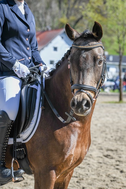 支球隊組成 支球隊組成