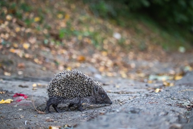 未来篮球的 未来篮球的
